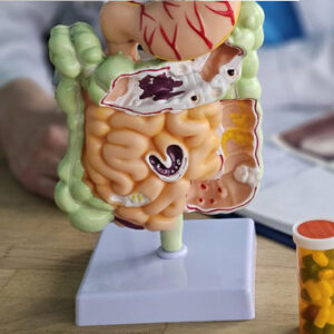 gut health model